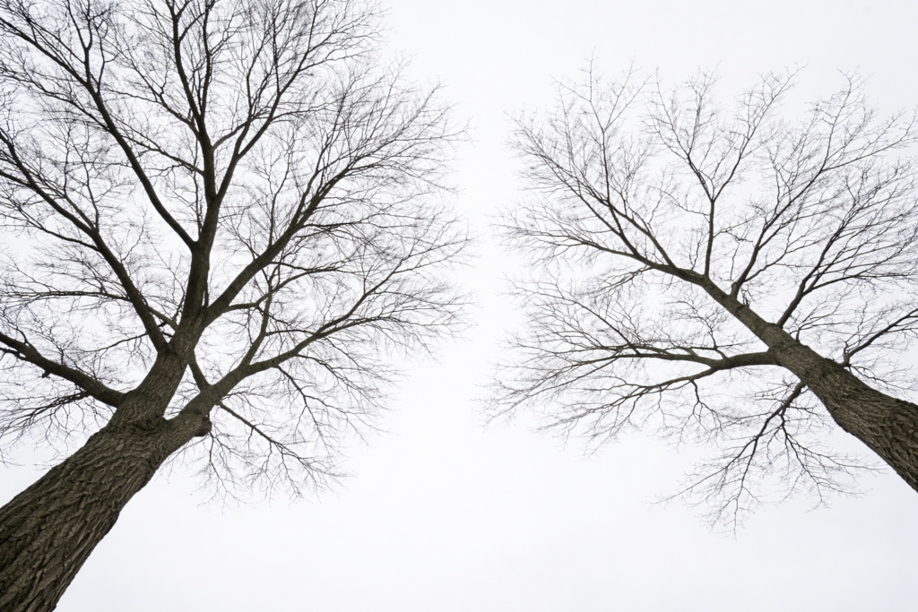 Psicoanalisi e psicoterapia psicodinamica rappresentate da due rami dello stesso albero che divergono dalla stessa origine, metafora visiva delle radici teoriche comuni e delle differenze cliniche tra i due approcci.
